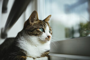 自粛猫